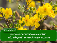 Khoảng cách trồng mai vàng: Yếu tố quyết định cây đẹp, hoa sai
