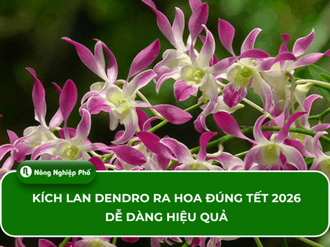 Kích lan Dendro ra hoa đúng tết 2026 dễ dàng hiệu quả