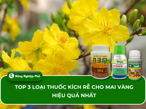 Top 3 loại thuốc kích rễ cho mai vàng hiệu quả nhất