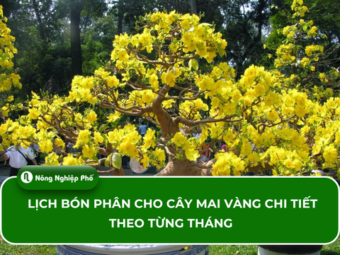 Lịch bón phân cho cây mai vàng chi tiết theo từng tháng mới nhất