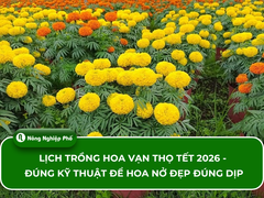 Lịch trồng Hoa vạn thọ Tết 2026 - Đúng kỹ thuật để hoa nở đẹp đúng dịp