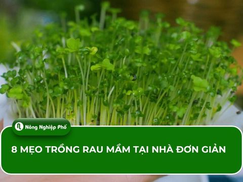 8 mẹo trồng rau mầm tại nhà đơn giản