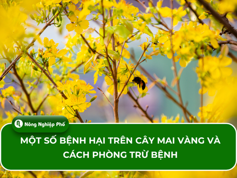Một số bệnh hại trên cây mai vàng và cách phòng trừ bệnh