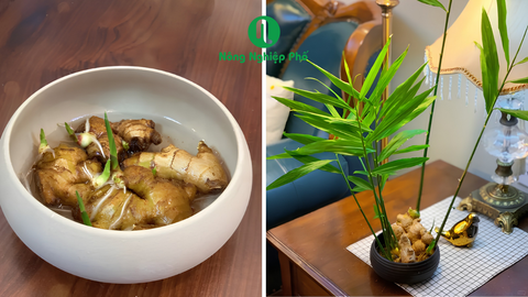 Cách Trồng Gừng Thủy Sinh Trong Nước Chuẩn Phong Thủy Tại Nhà