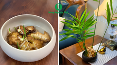 Cách Trồng Gừng Thủy Sinh Trong Nước Chuẩn Phong Thủy Tại Nhà