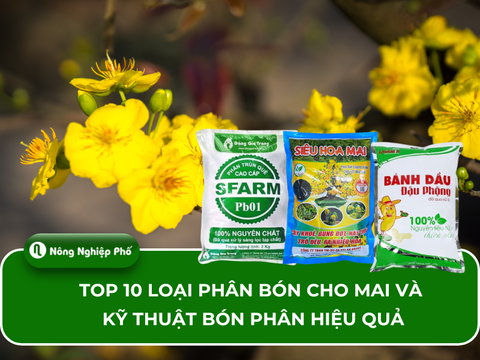 Top 10 loại phân bón cho mai và kỹ thuật bón phân hiệu quả