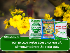 Top 10 loại phân bón cho mai và kỹ thuật bón phân hiệu quả