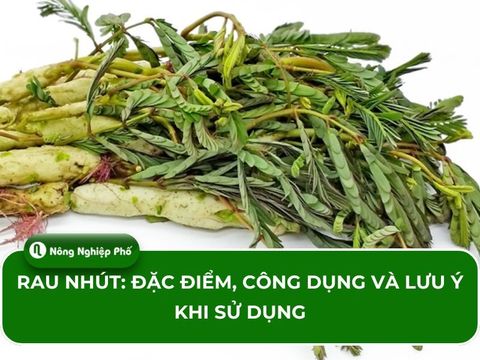 Rau nhút: Đặc điểm, công dụng và lưu ý khi sử dụng
