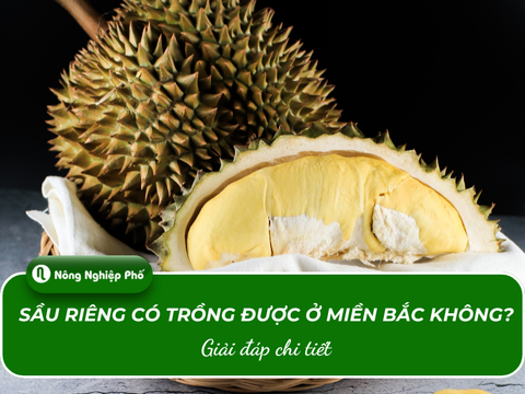 Sầu riêng có trồng được ở miền Bắc không? Giải đáp chi tiết