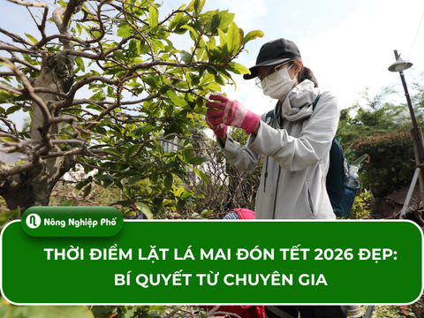 Thời điểm lặt lá mai đón Tết 2026 đẹp: Bí quyết từ chuyên gia