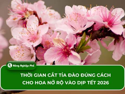 Thời gian cắt tỉa đào đúng cách cho hoa nở rộ vào dịp Tết 2026