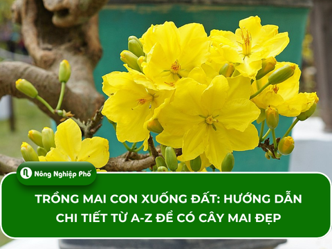 Trồng mai con xuống đất: Hướng dẫn chi tiết từ A-Z để có cây mai đẹp