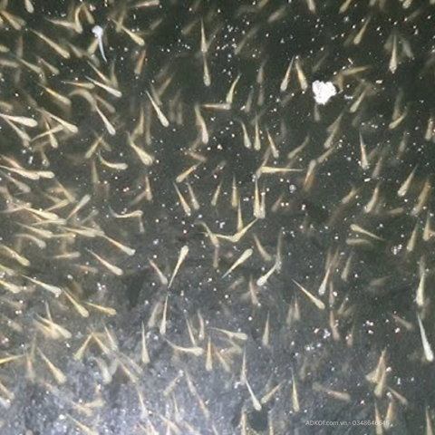 Cách chăm sóc cá Koi mới nở an toàn, đúng kỹ thuật