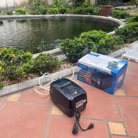 Hướng Dẫn Lắp Đĩa Sủi Khí Oxy Cho Hồ Cá Đúng Kỹ Thuật – Vị Trí, Độ Sâu & Cách Bố Trí