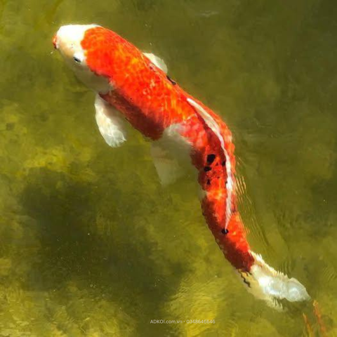 3 Cách Chăm Koi Lên Body Chuẩn