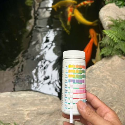 Hồ Koi Bị Nhiễm NH3 Quá Cao – Nguyên Nhân, Tác Hại Và Cách Xử Lý