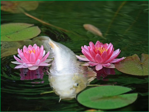 Cách Trồng Hoa Súng Trong Hồ Cá Koi