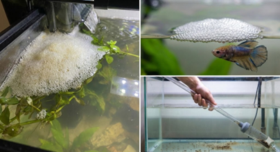 Tại Sao Mặt Hồ Cá Lại Nổi Bọt Khí? Lợi – Hại – Nguyên Nhân Và Cách Khắc Phục