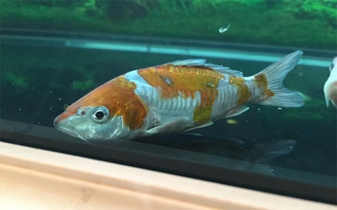 8 Bước Giảm Stress Cho Cá Koi Vào Mùa Lạnh