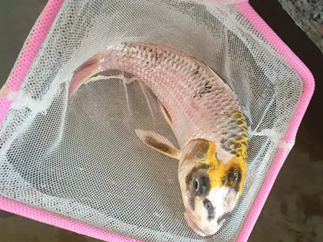 Cách Chữa Trị Cho Cá Koi Bị Tróc Vảy Chỉ Trong 3 Ngày