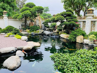 Dự Toán Chi Phí Xây Hồ Koi Chi Tiết Nhất