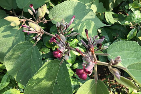 Cây An Xoa (Helicteres hirsuta Lour.): Phân Tích Chuyên Sâu Về Dược Tính, Thành Phần Hóa Học và Bằng Chứng Khoa Học