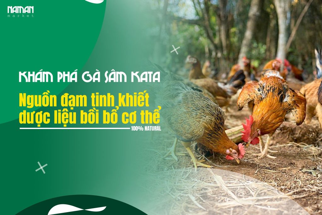 Khám Phá Gà Sâm Kata: Nguồn đạm tinh khiết & dược liệu bồi bổ cơ thể