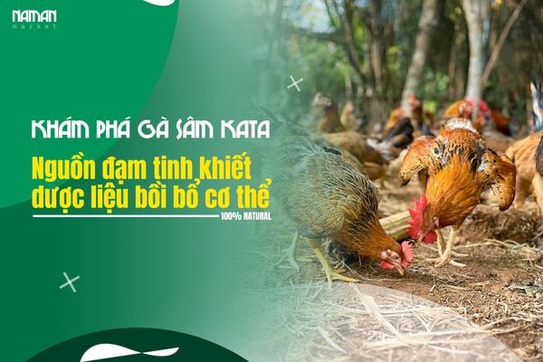 Khám Phá Gà Sâm Kata: Nguồn đạm tinh khiết & dược liệu bồi bổ cơ thể