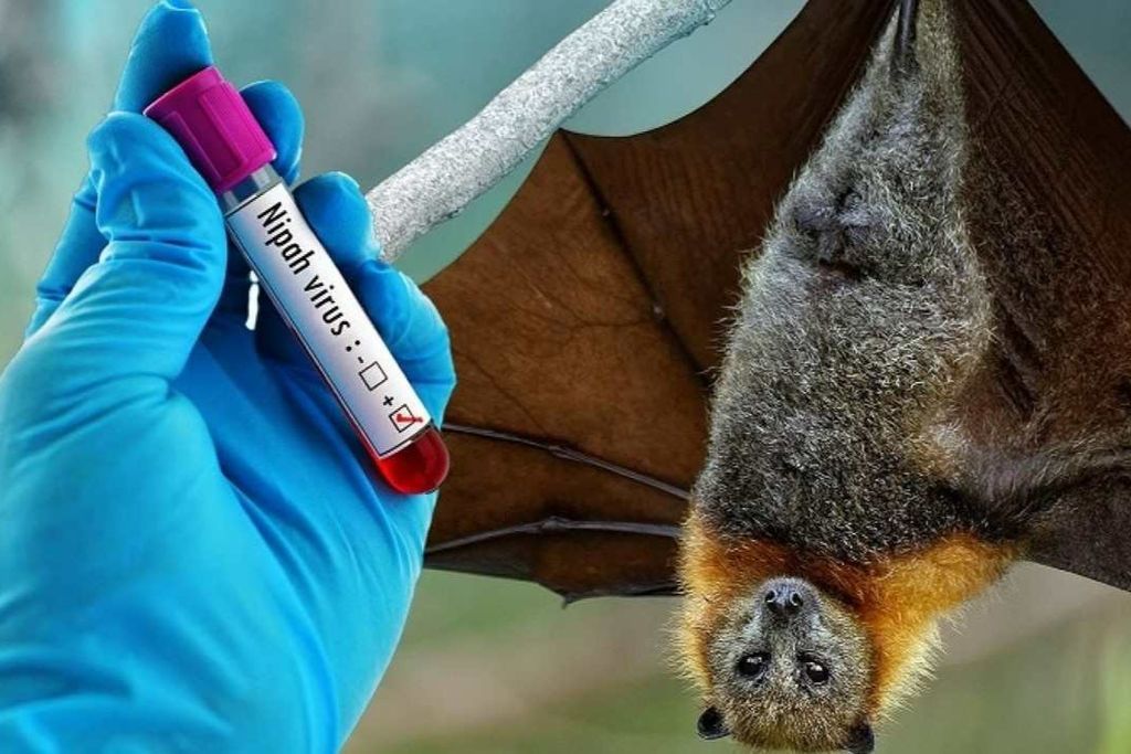 Bộ Y Tế Cảnh Báo Nguy Cơ Từ Virus Nipah, Việt Nam Tăng Cường Phòng Dịch Từ Sớm