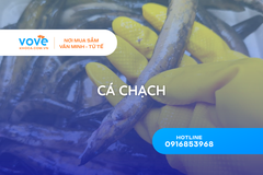 ca chach la ca gi phan biet 4 loai ca chach pho bien nhat