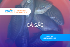 ca sac la ca gi tat tan tat ve loai ca dac san mien tay
