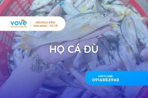 Họ Cá Đù (Sciaenidae) Là Gì? Phân Loại Và Đặc Điểm Sinh Học