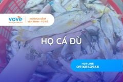 ho ca du sciaenidae la gi phan loai va dac diem sinh hoc