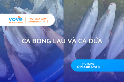 phan biet ca bong lau va ca dua 6 dau hieu nhan biet chuan tranh mua nham