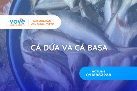 phan biet ca dua va ca basa qua 6 dau hieu tu dan chai