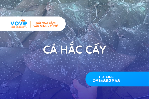 Cá Hắc Cấy Là Gì? 7 Điều Cần Biết Về Đặc Sản Tiền Giang