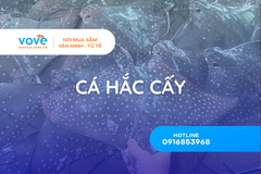 ca hac cay la gi 7 dieu can biet ve dac san tien giang
