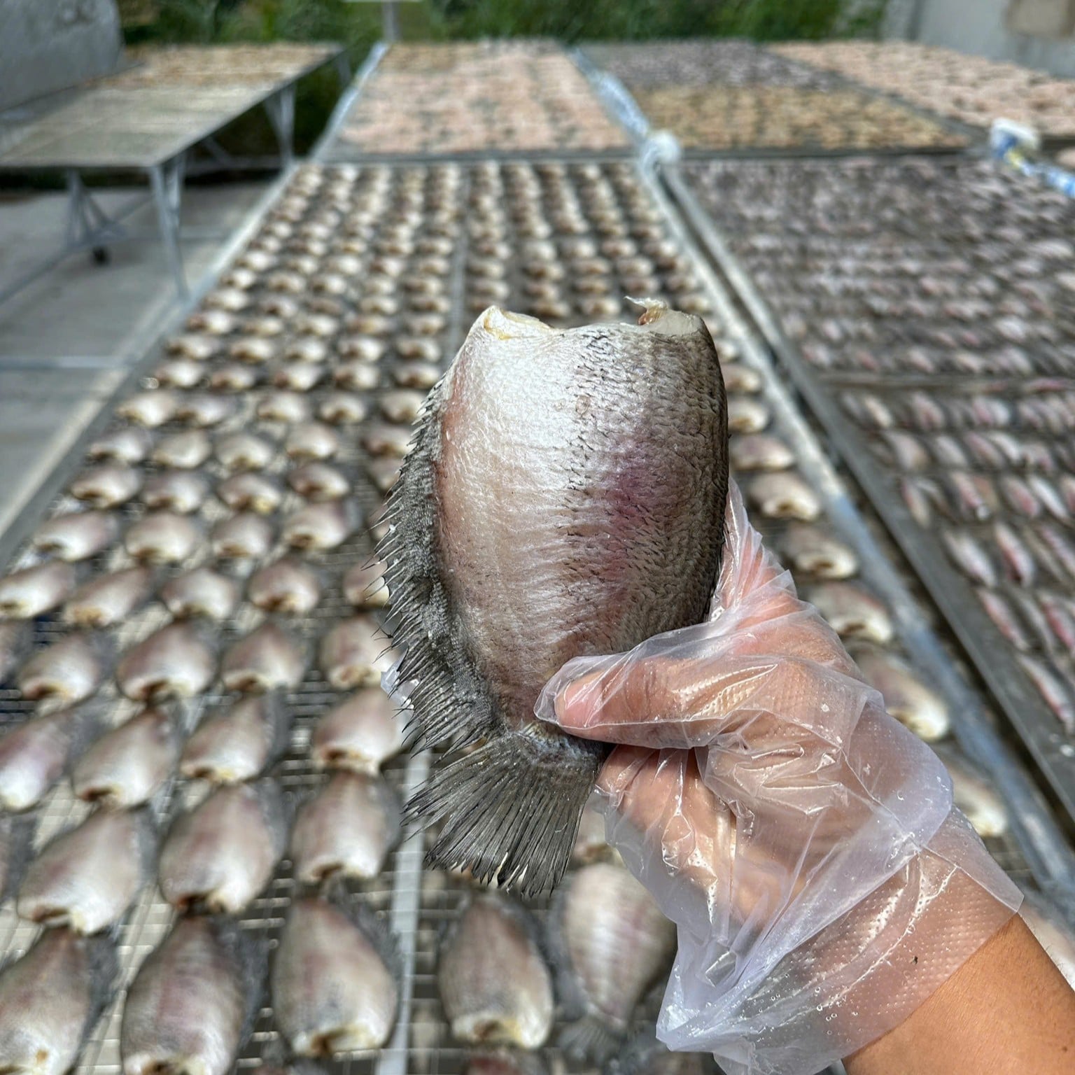 Cận cảnh thớ thịt dẻo thơm của khô cá sặc rằn loại 1