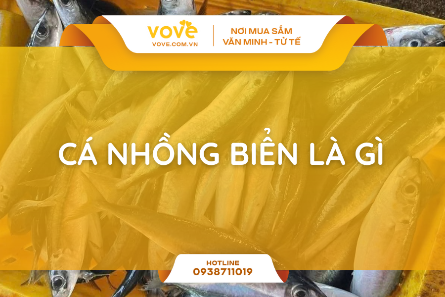 Cá nhồng biển là gì? Chế biến 3 món ăn ngon dễ làm