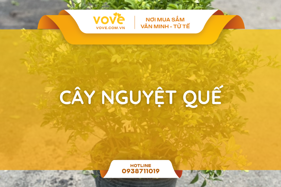 cay nguyet que dac diem phan loai y nghia phong thuy cach trong tai nha