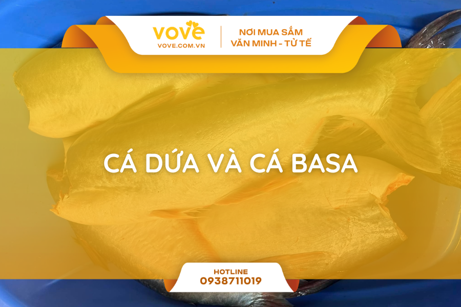 phan biet ca dua va ca basa qua 5 dau hieu va chon loai nao ngon