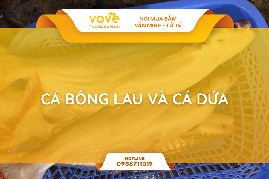 phan biet ca bong lau va ca dua qua 3 diem bang mat thuong