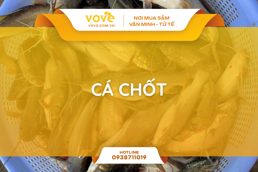 Tất tần tật về 5 loại Cá Chốt và 4 món ngon từ loài cá này
