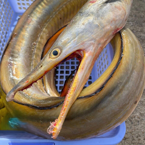 Sản phẩm khô cá lạt sạch, đóng gói tiện lợi 500gr