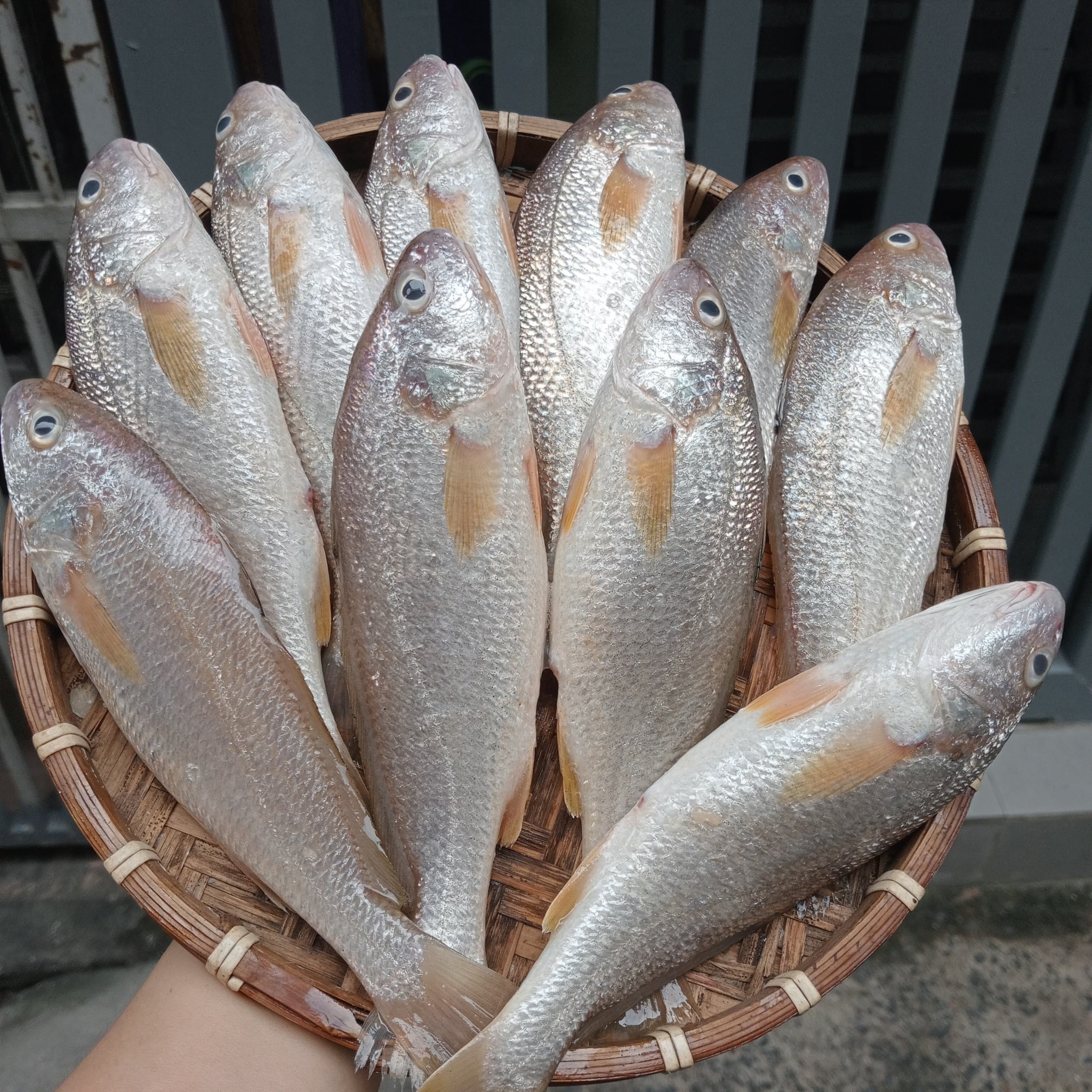 Món ăn hấp dẫn từ khô cá đù chiên giòn dùng kèm cơm trắng