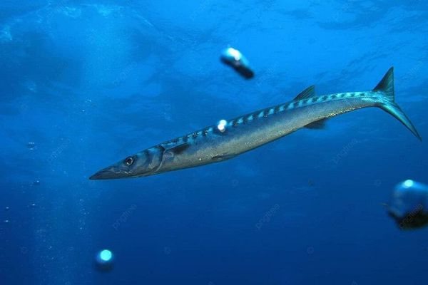 Cá nhồng Phú Quốc