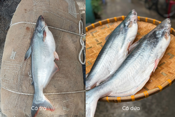 mẹo phân biệt cá dứa và cá tra chỉ cần nhìn sơ qua là biết