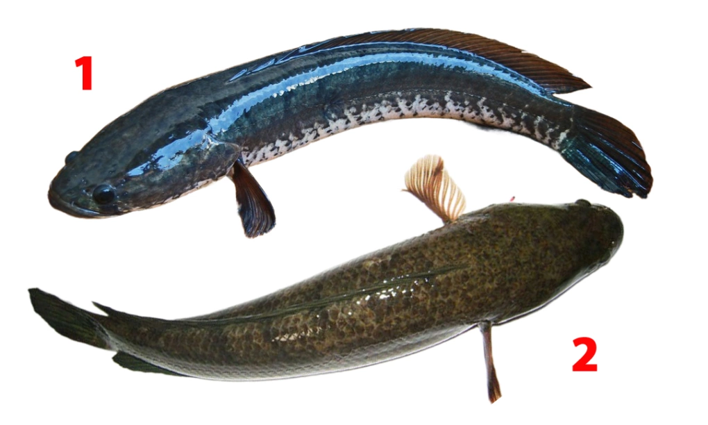 Khô cá lóc Cà Mau loại nhiều nắng dai thơm tự nhiên