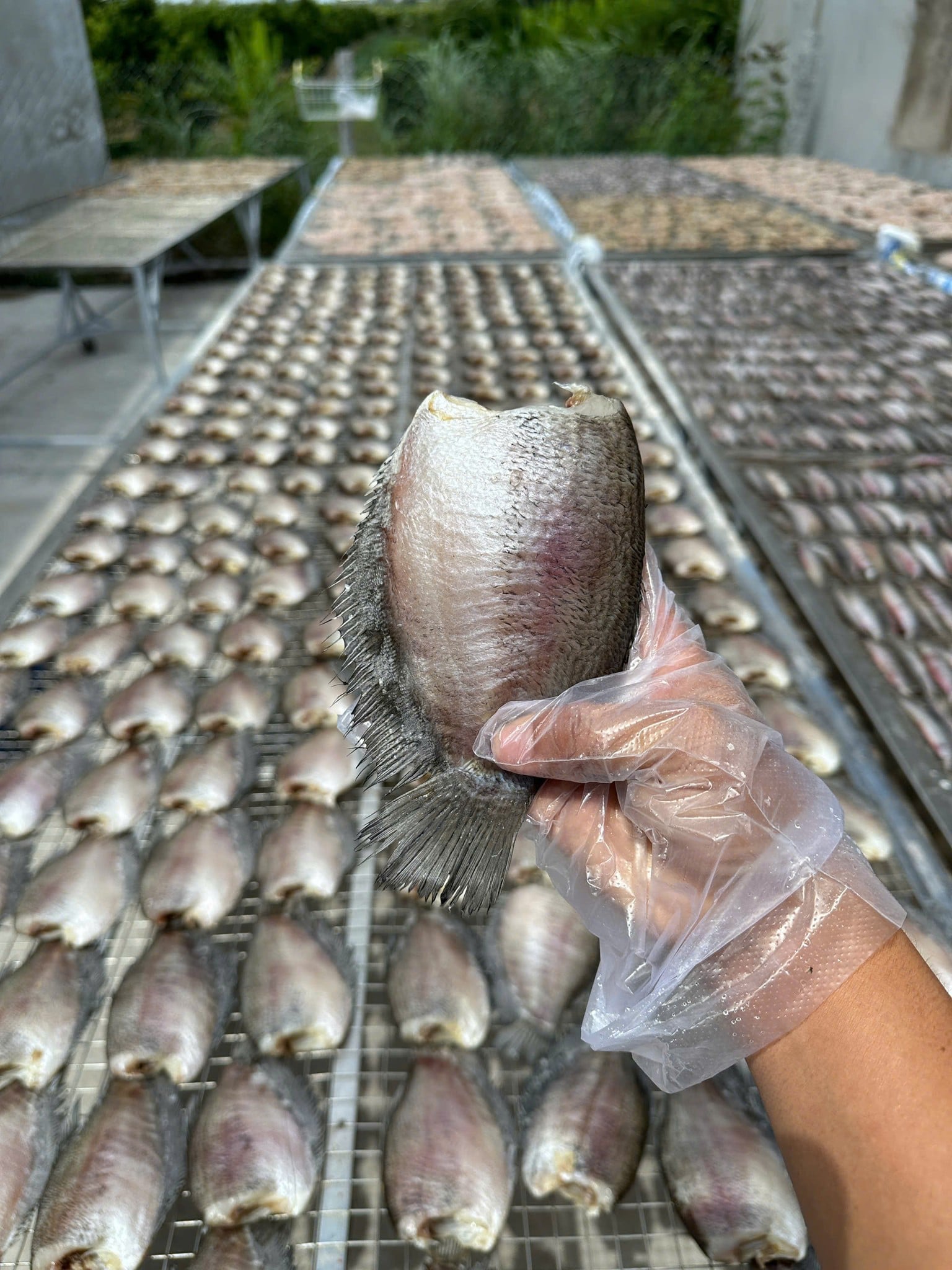 Cách bảo quản khô cá sặc rằn đúng cách giữ vị lâu