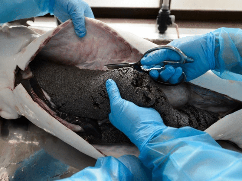 Giá trứng cá tầm bao nhiêu một hộp và vì sao đắt đỏ